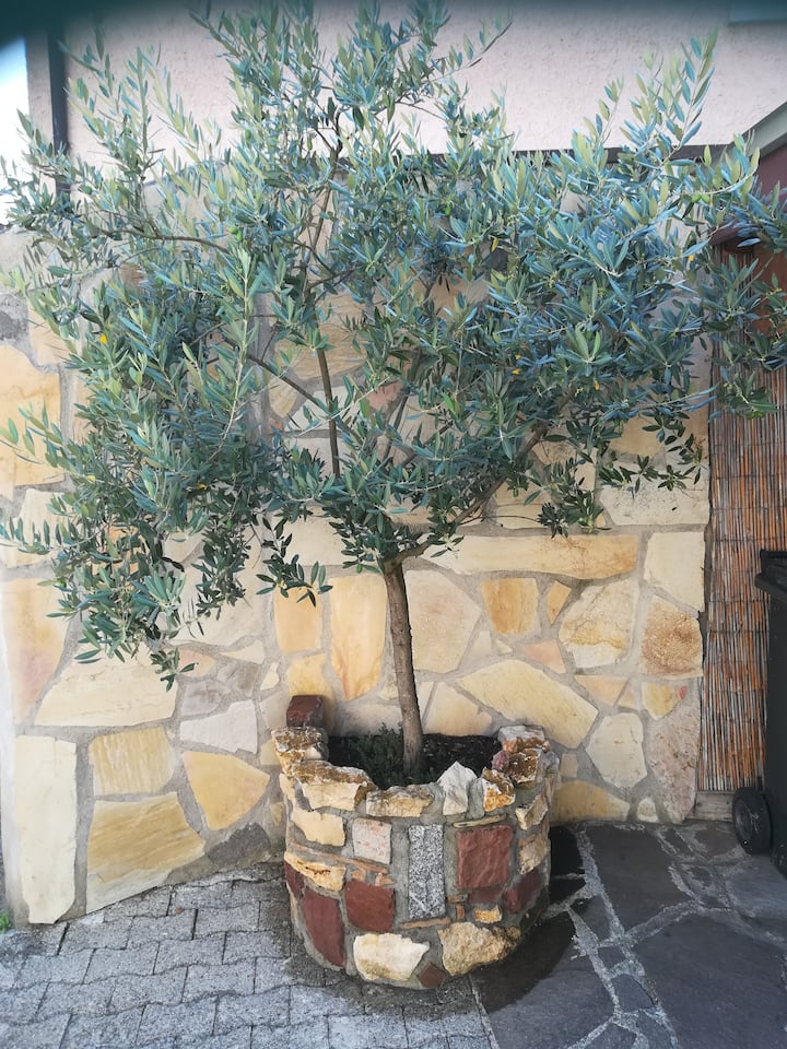 Freiburg im Breisgau